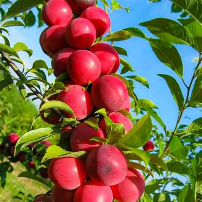 Слива колоновидна Рубін