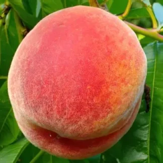 Персик Вардені (саджанець, дворічний)