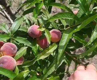 Персик Ерлі Крест (саджанець, дворічний)