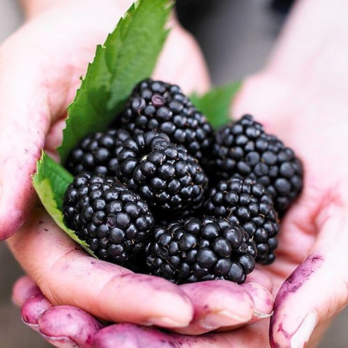 Ожина Прайм Арк Фрідом (саджанець, дворічний)