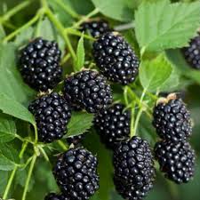 Ожина Рубен (саджанець, дворічний)