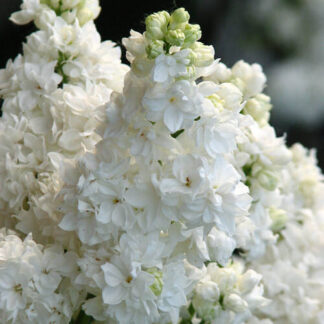 Бузок Монблан