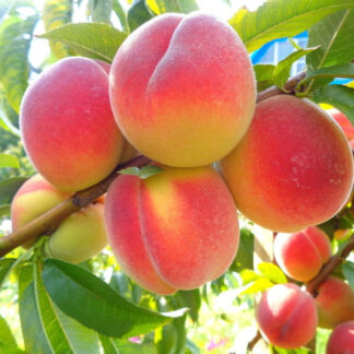 Персик Віренея (саджанець, однорічний)