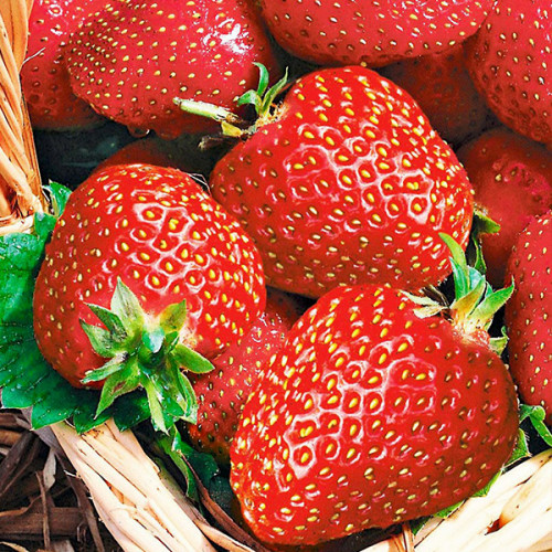 Полуниця Альба (касетна розсада)