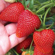 Полуниця Алегро (касетна розсада)