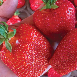 Полуниця Азія (ВКС)  5штк