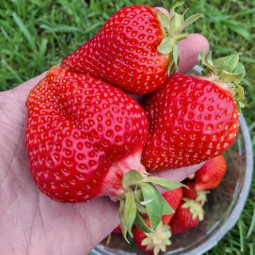 Полуниця Брілла (касетна розсада)