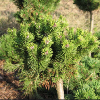 Сосна Модрина 30 см