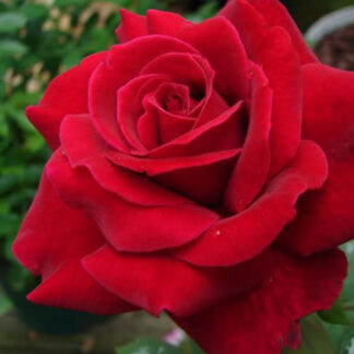 Саджанці чайно-гибридних троянд Містер Лінкольн