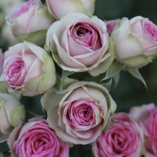 Троянда спрей Мімі Еден