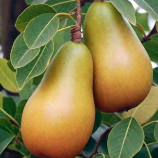 Груша Гранд Чемпіон (саджанець, дворічний)