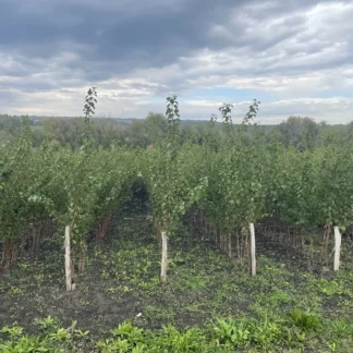 Саджанці трьохрічних дерев