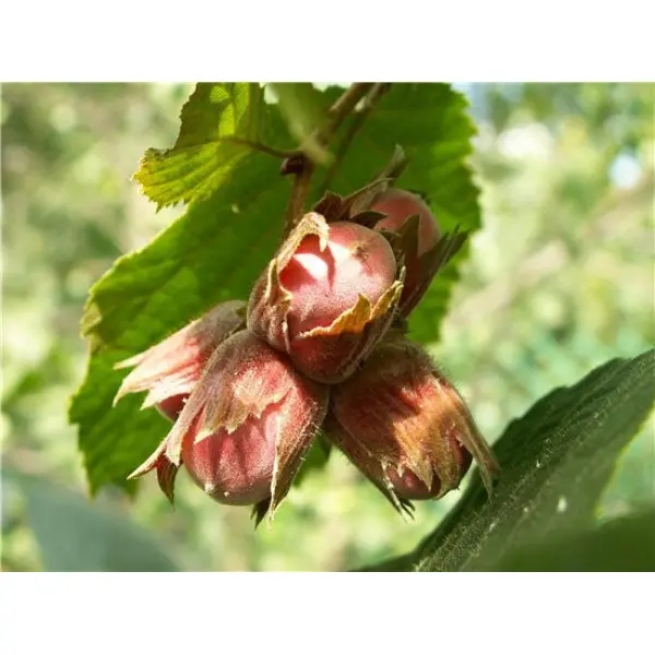 Саджанці фундука Бадіус (сіянець) / дворічний