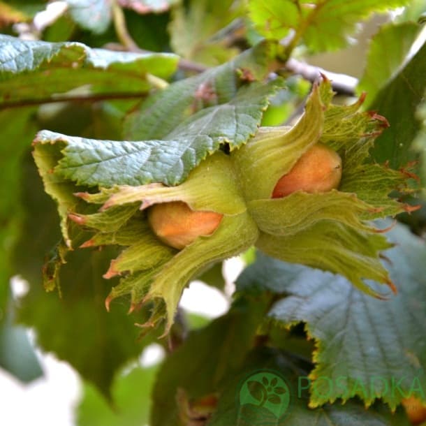 Саджанці фундука Боровський / трирічний