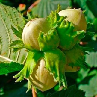 Саджанці фундука Долинський / трирічний