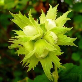 Саджанці фундука Галле (сіянець) / дворічний