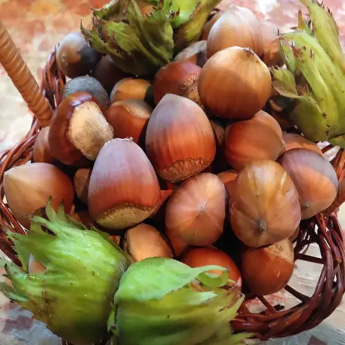 Саджанці фундука Керасунд (сіянець) / трирічний