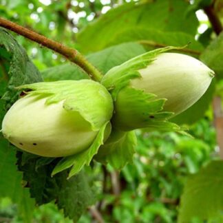 Саджанці фундука Косфорд / трирічний