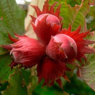 Саджанці фундука Ламберта / дворічний