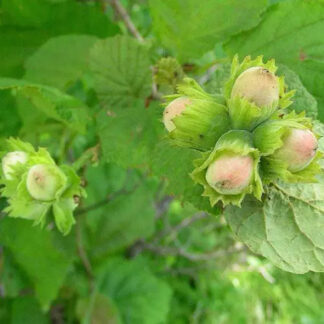 Саджанці фундука Шедевр / трирічний
