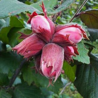 Саджанці фундука Сірена / дворічний