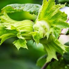 Саджанці фундука Степовий / трирічний