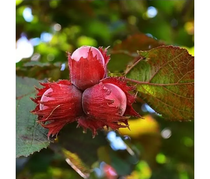 Саджанці фундука Варшавський / трирічний