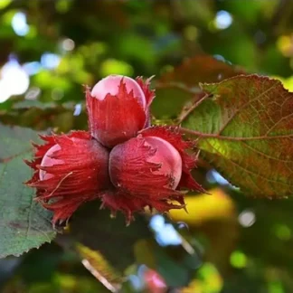 Саджанці фундука Варшавський / дворічний