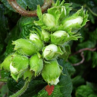 Саджанці фундука Вебба Цінний / трирічний