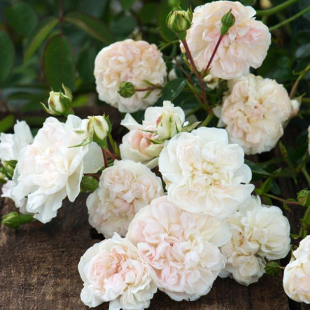 Саджанці грунтопокривних троянд Біла Махрова