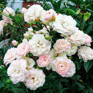 Грунтопокривні троянди