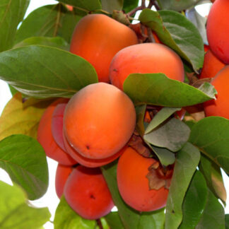 Саджанці хурми Микитська Бордова - 1-річний