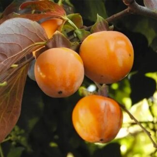 Саджанці хурми Пам'ять Черняєва - 1-річний