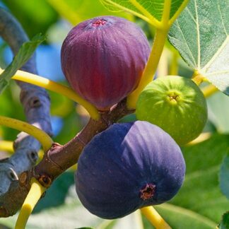 Саджанці інжиру Магарачський