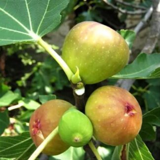 Саджанці інжиру Смоківниця