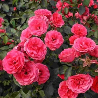 Саджанці плетистих троянд Антік