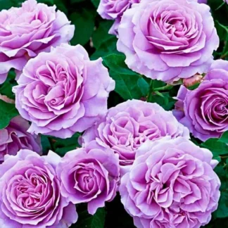 Саджанці плетистих троянд Блю Леді