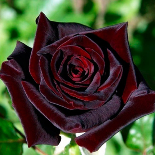 Саджанці плетистих троянд Чорна Королева