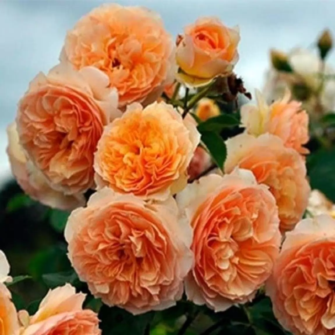 Саджанці плетистих троянд Полька 91