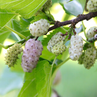 Саджанці шовковиці Біла Леді / дворічний