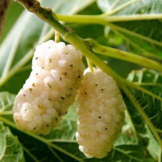 Саджанці шовковиці Біла Медова / дворічний