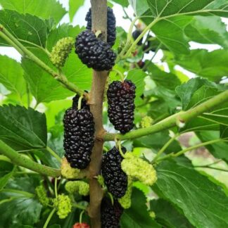 Саджанці шовковиці Краса Поділля / привита, дворічний