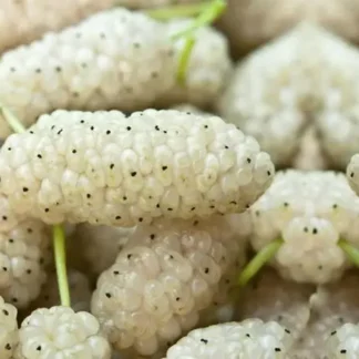 Саджанці шовковиці Стамбульська Біла / дворічний