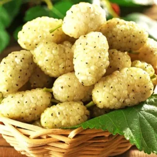 Саджанці шовковиці Вікторія / привита, однорічний