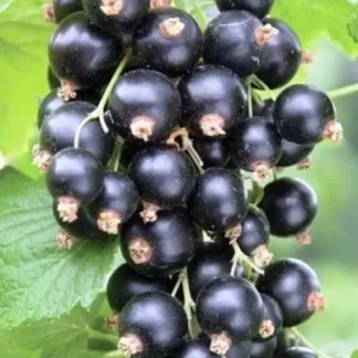 Саджанці смородини Фараон