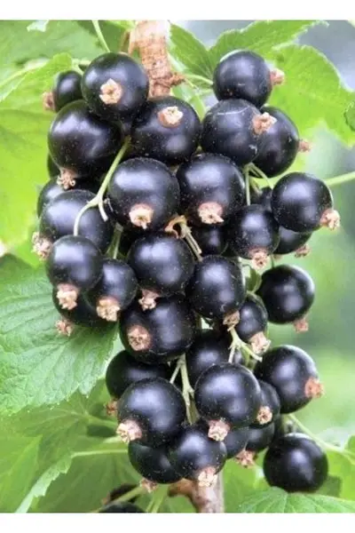 Саджанці смородини Фараон