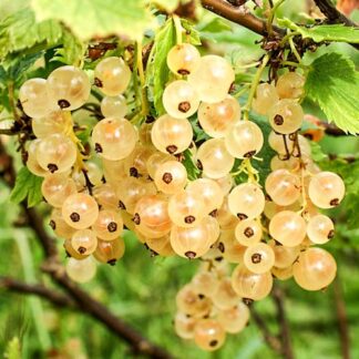 Саджанці смородини на штамбі Імператорська