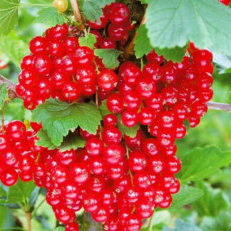 Саджанці смородини Рандом