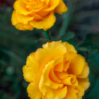 Саджанці троянд на штамбі Голден Шауерс