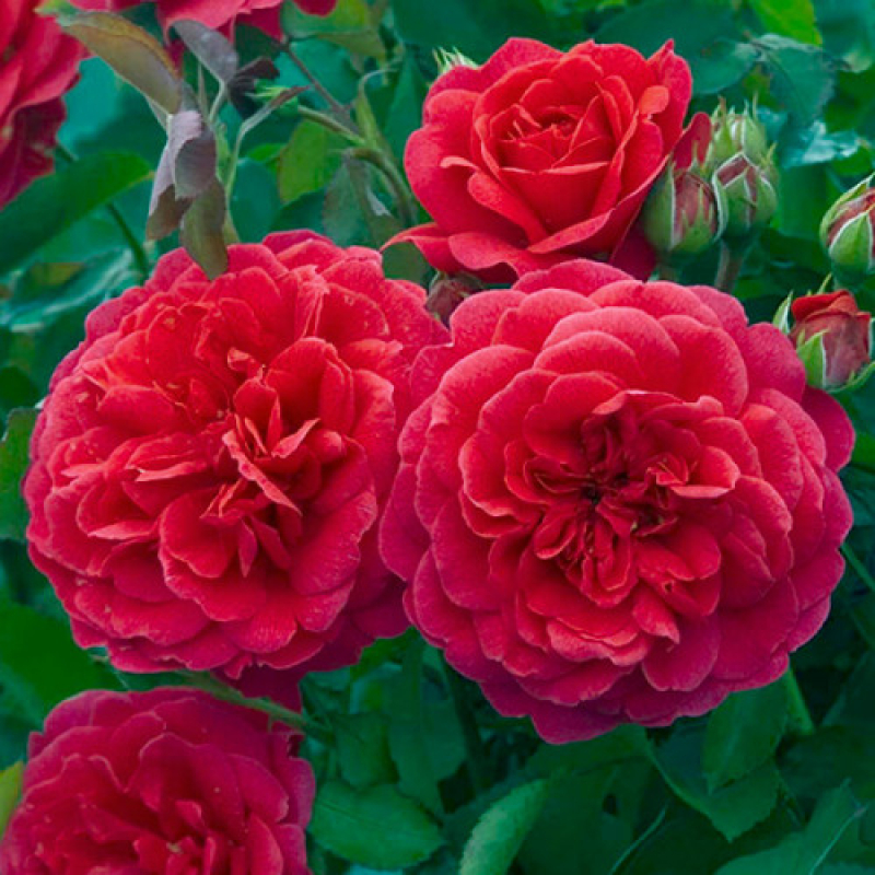 Саджанці троянд на штамбі Король Артур